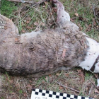 Imagen del cadáver del animal.-EUROPA PRESS