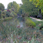 Un tramo del Canal de Castilla, a su paso por Valladolid, lleno de vegetación.-J. M. LOSTAU