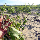 Un agricultor de Ribera del Duero muestra daños por pedrisco en el viñedo.-ICAL