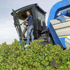 La plantilla participó ayer en la vendimia y visitó las instalaciones de la nueva bodega de Cuatro Rayas, en la imagen, Hermoso sobre una cosechadora.-J. M. Lostau