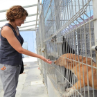 Una de las voluntarias de Volavall en una visita al Centro Canino, imagen de archivo.-EUROPA PRESS