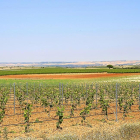 Viñedos de la Denominación de Origen Rueda.-EL MUNDO