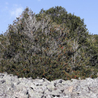 Masa pura de acebo del Acebal de Garagüeta.-LUIS ÁNGEL TEJEDOR