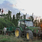 Agricultores de Carrizo de la Ribera, en la provincia de León, cosechando lúpulo a última hora de la tarde.-ICAL