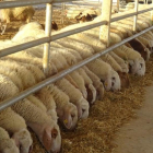 Ejemplares de oveja de la raza israelí Assaf destinadas a la producción de leche.-ASAJA