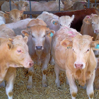 Cabaña ganadera en una explotación de la Comunidad.-ICAL