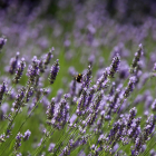 Abejorro en una planta de lavanda.-MIRIAM CHACÓN / ICAL
