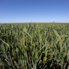 Cultivo de trigo en Fuentes de Nava.-ICAL