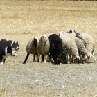 Un rebaño de ovejas pastando-J.M.Lostau