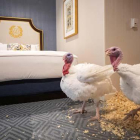 Bread y Butter, los dos pavos que esperan el indulto de Trump en un hotel de lujo.-ERIK S. LESSER / EFE