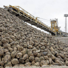 Montañas de remolacha recolectada en la azucarera Acor de Olmedo, durante el primer día de recepción.-Miguel Ángel Santos