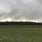 Doce ciervos en un campo de trigo en Pobar, en una imagen reciente.-HDS