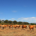 Un rebaño de vacas pasta en un prado en la localidad de Cueto (León)-Ical