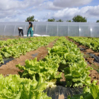 Su centro de producción está en Fuentepinilla, en una finca de cinco hectáreas que ha sido donada para este proyecto.-VALENTÍN GUISANDE