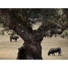 Varios ejemplares de toro de lidia en una explotación de Castilla y León en la dehesa salmantina.-ENRIQUE CARRASCAL