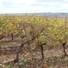 Viñedo de la bodega Hijos de Alberto Gutiérrez (DO Rueda y VTCyL). Serrada, Valladolid-Mar Torres