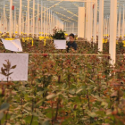 El invernadero de 14 hectáreas de Aleia Roses en Garray es el más grande de Europa.-VALENTÍN GUISANDE