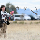 La jovencísima cetrera salmantina Inés Sanz con sus aves en una prueba de cetrería. / EL MUNDO