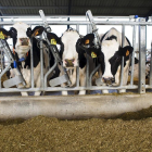 Vacas recién ordeñadas en la localidad abulense de Langa, en la comarca de La Moraña.-E. M.