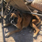 Uno de los perros encontrados-E. PRESS