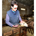 Un veterinario trabajando con ganado ovino en una explotación de Soria.-VALENTÍN GUISANDE