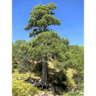 Imagen del impresionante ejemplar de pino que compite este año por se el Árbol Europeo del Año.-L. P.