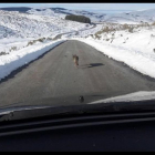 Imágenes del lobo perseguido en la Sierra de Gredos-EUROPA PRESS