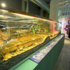 Nuevo acuario instalado en la Casa del Rió del Museo de la Ciencias.-ICAL