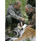 Uno de los tigres liberados por Putin.-Foto: AP