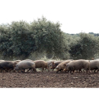 Una manada de cerdos pasta en una dehesa de Salamanca, conducida por un ganadero. / ICAL