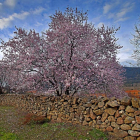 Almendros en flor en la localidad abulense de El Berraco. La variedades tardías y extratardías brotarán entre marzo y abril.-E. M.