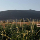 El tomate de Miranda se cultiva en parcelas asentadas en la Ribera del Ebro y el sistema montañoso de Montes Obarenes.-TOMARTESANO