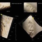 Imagen de las marcas en los fósiles.-E. M.