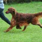 Jagger, el perro que murió envenenado.-Foto: AP