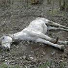 Yegua de capa torda clara hallada muerta este martes junto al río Duratón, atada, sin alimento ni agua.-GUARDIA CIVIL