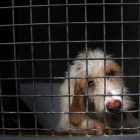 Instalaciones de la Protectora de Animales de León.-ICAL
