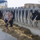 Adoración Martín, responsable de vacuno de leche de UCCL, trabajando en su explotación.-ICAL