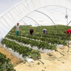 Recolección en un invernadero de producción de fresa en la localidad abulense de Solosancho. - Ricardo Muñoz / ICAL