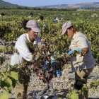 Dos mujeres trabajan en la vendimia de 2016 en la que se recogieron 133 millones de kilos de uva.-ICAL