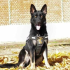 El perro policía Elko, herido en la detención de un varón que estaba atrincherado en Valladolid. - ADOPTA K9