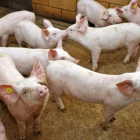 Lechones en una granja soriana.-HDS