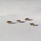 Manada de lobos en la nieve-E.M
