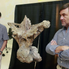Fidel Torcida y José Ignacio Canudo posan junto a una vértebra dorsal del gran dinosaurio, ante la mirada del director científico del MEH, Juan Luis Arsuaga, al fondo.-R.O.