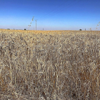 Campo de trigo a punto de ser cosechado al sur de la provincia de Valladolid.-M.C.
