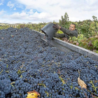 Un vendimiador arroja la uva tempranillo de su cuévano a un remolque en un majuelo de la Denominación de Origen Ribera del Duero.-EL MUNDO