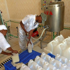 Dos trabajadores de la quesería Burera Dairy se encargan de embotellar  la leche fermentada.-E. M.