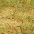 Trozo de cultivo afectado por la sequía en Castilla y León.-ASAJA