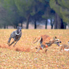 Espectacular imagen de los galgos con la liebre a escasos centímetros, ayer, en el Campeonato de España.-LEONARDO DE LA FUENTE