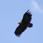 Imagen de buitre negro sobrevolando.-ICAL