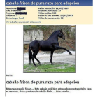 Imagen del anuncio de adopción del caballo.-ICAL